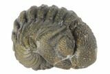 Wide, Bumpy Enrolled Morocops Trilobite #125145-1